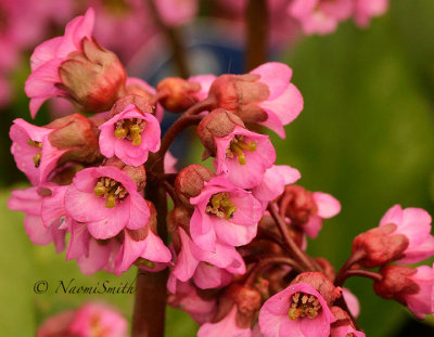 Bergenia Edens Dark Margin AP16 #1490