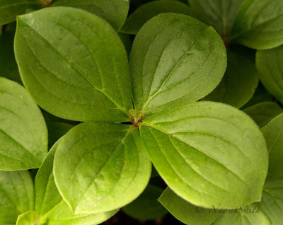 Cornus canadensis AP16 #1843