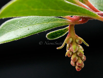 Arctostaphylos uva-ursi Vancouver Jade AP16 #1748