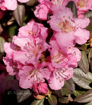 Rhododendron Midnight Ruby AP16 #1993