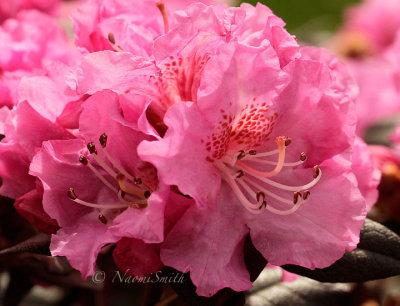 Rhododendron Midnight Ruby AP16 #2326