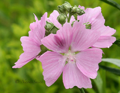 Musk Mallow - Malva moschata  JU6 #3954