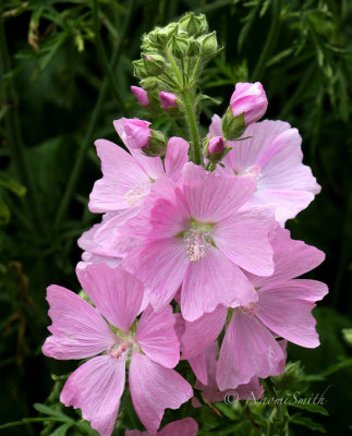 Musk Mallow - Malva moschata  JU6 #4025