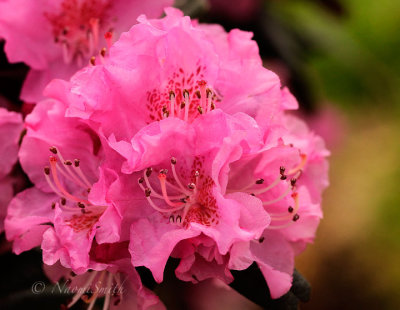 Rhododendron Midnight Ruby MY16 #3215