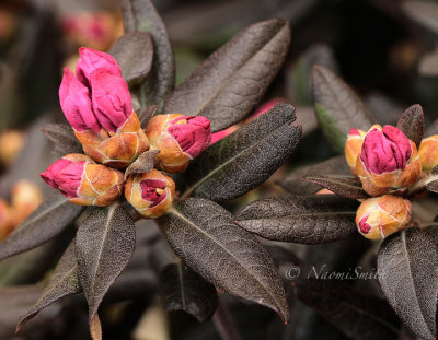 Rhododendron Midnight Ruby AP16 #1397