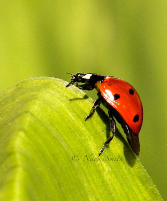 Seven Spotted Lady Beetle My16 #3336