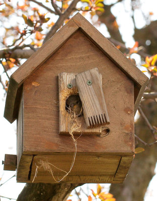 House Sparrow nest building MY16 #3401