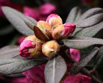 Rhododendron Midnight Ruby AP16 #1617