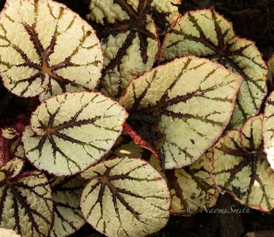 Rex begonia Fairy MY16 #5855