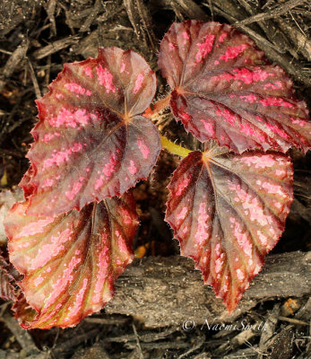 Rex begonia MY16 #5850