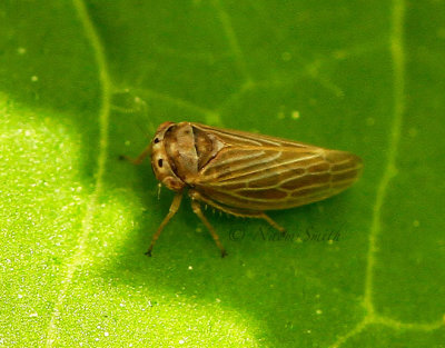 Agallia quadripunctata MY16 #6329