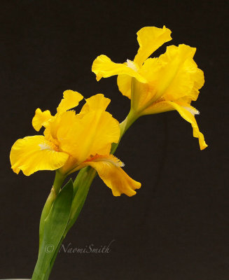 Iris MY16 #6165