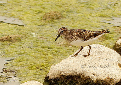 Least Sandpiper MY16 #5408