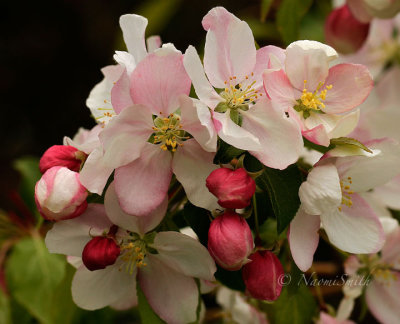 Cherry Blossoms MY16 #5045