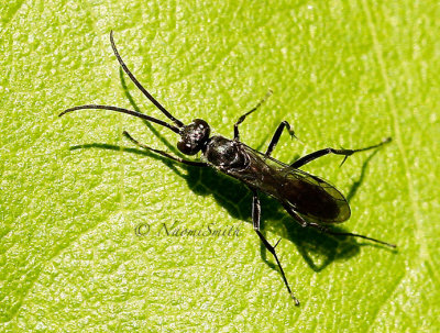 Spider Wasp (Pompilidae) JN16 #9718