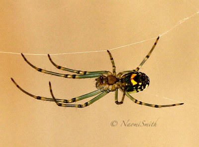 Spider JN16 #8688