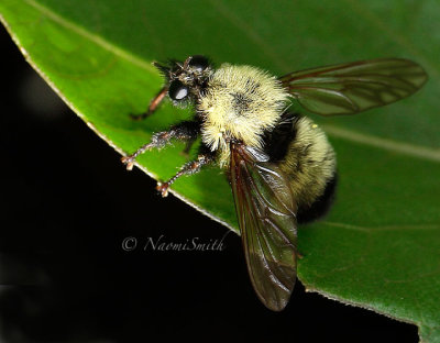 Laphria thoracica  JN16 #4932