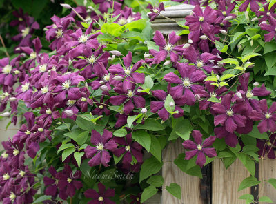 Clematis jackmanii superba JN16 #3878