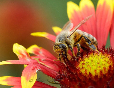 Honey Bee-Apis mellifera JL16 #7953