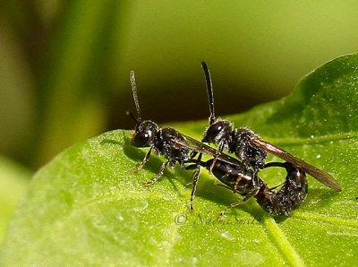 Aphid Wasps JN16 #7798