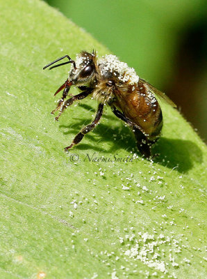 Honey Bee - Apis mellifera  JL16 #1673