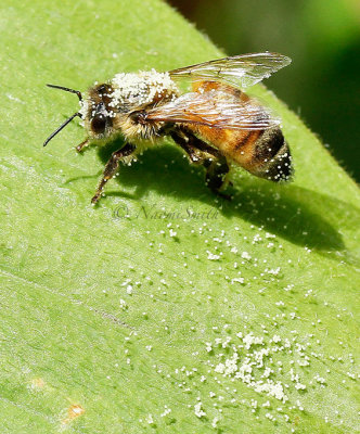 Honey Bee - Apis mellifera  JL16 #1690