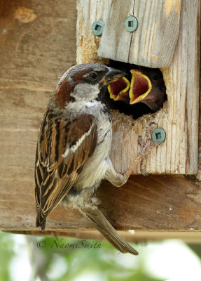 House Sparrow Male feeding young  JL16 #4200