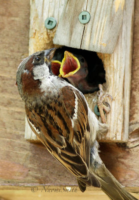 House Sparrow Male feeding young JL16 #4223