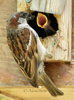 House Sparrow Male feeding young  JL16 #4216