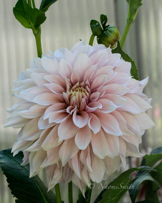 Dahlia Cafe au Lait AU16 #3325