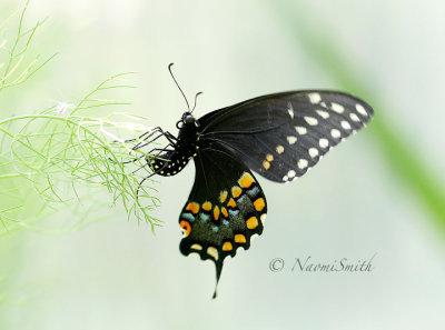 Eastern Black Swallowtail AU16 #2949