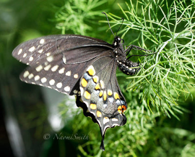 Eastern Black Swallowtail AU16 #2976