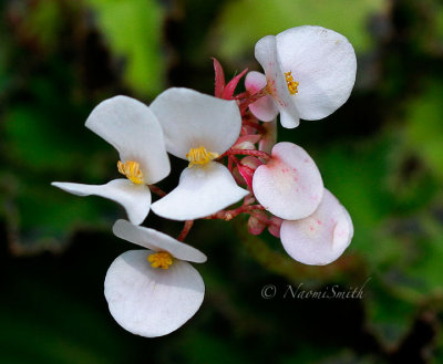 Rex Begonia AU16 #3175