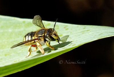 Anthidium manicatum JL16 #1365