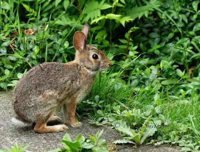 Eastern Cottontail - Sylvilagus floridanus  JL16 #2316