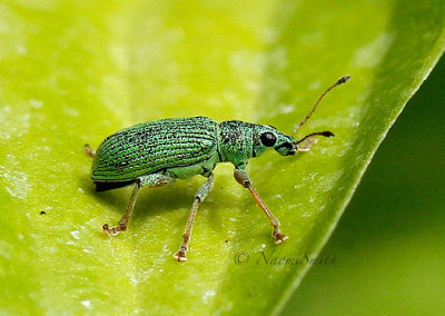 Green Immigrant Leaf Weevil JN16 #1506