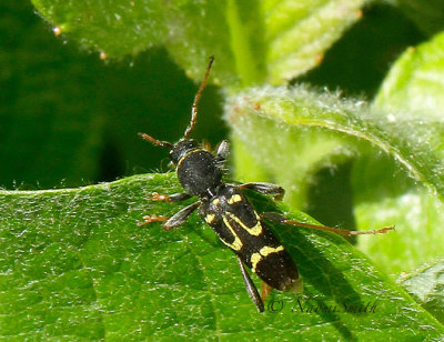 Clytus ruricola JN16 #1762