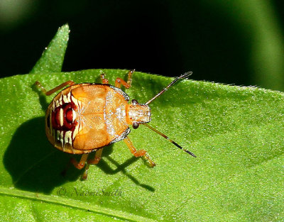 Spined Soldier Bug-Podisus maculiventris  JL16 #0900