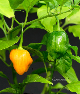 Orange Habanero O16 #2136