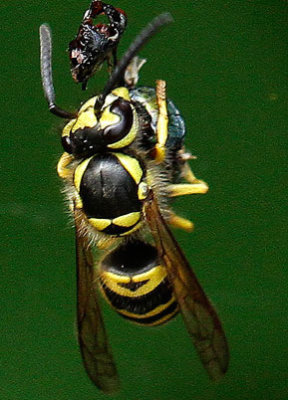 Vespula maculifrons and Fly AU16 #9793