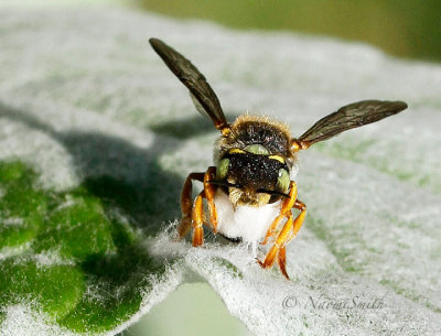 Anthidium oblongatum AU16 #7229