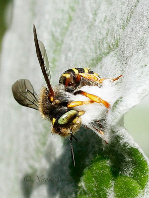 Anthidium oblongatum AU16 #7219