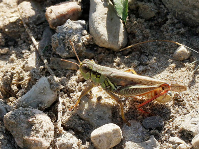 Melanoplus sp. AU16 #4065