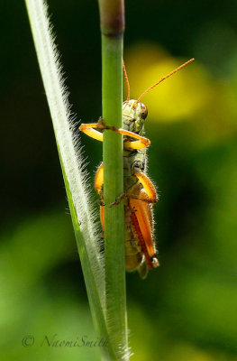 Melanoplus sp. AU16 #4310