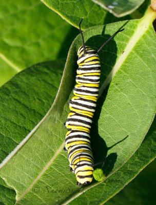 Monarch Caterpillar AU16 #4135