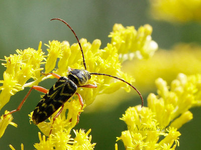 Locust Borer AU16 #4451