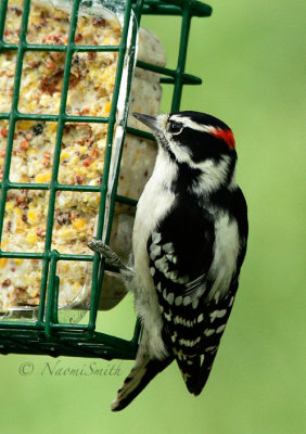 Downy Woodpecker-Picoides pubescens O16 #2588