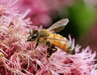 Honey Bee - Apis mellifera AU16 #0979