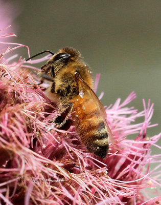 Honey Bee - Apis mellifera AU16 #0999