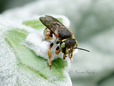 Anthidium manicatum - Wool Carder Bee AU16 #0682